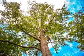 Reliable South Sioux City, NE Tree Services Solutions