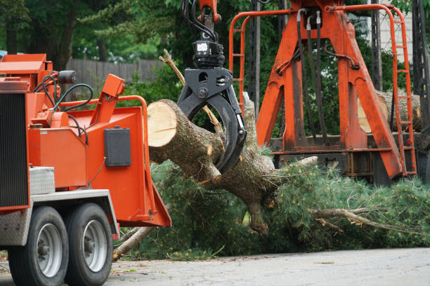 Best Arborist Consultation Services  in South Sioux City, NE